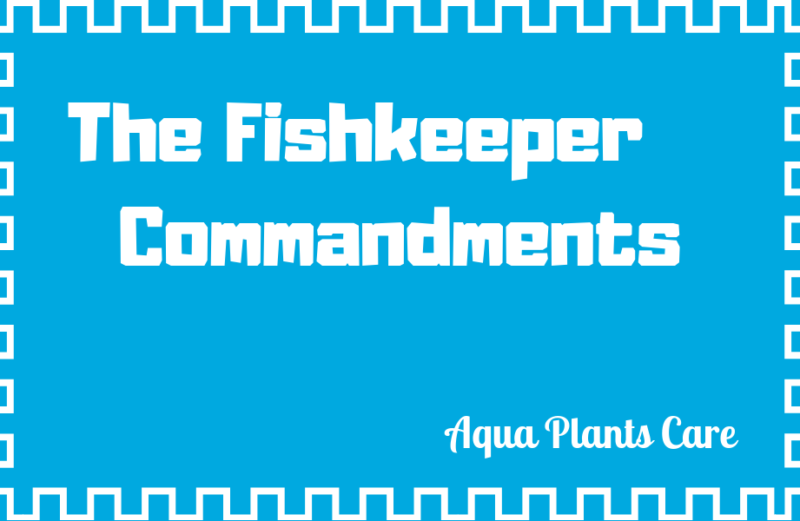 The Fishkeeper Commandments diy fertilisers plants care aquarium fish tank aqua plants care fish