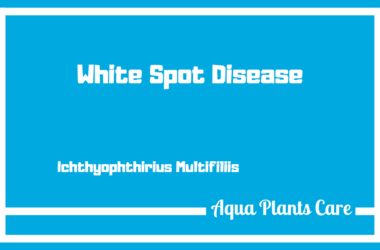 Aquarium White Spot Disease ICH – Ichthyophthirius Multifiliis ciliate how to cure fish effectively aqua plants care