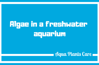 Algae in a freshwater aquarium Algae in planted fish tank Aqua Plants Care