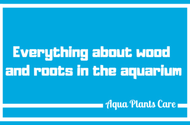 Everything about wood and roots in the aquarium Roots fish tank preparation aquaplantscare.uk