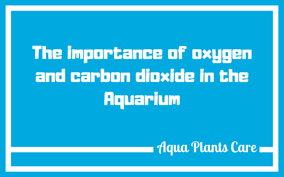 The importance of oxygen and carbon dioxide in the Aquarium